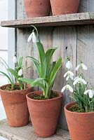 Galanthus nivalis and G. elewsii - Snowdrops displayed on wooden shelves