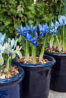 Iris reticulata 'Harmony' in blue container with 'Katharine Hodgkin' and 'Cantab'