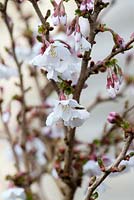 Prunus incisa Kojou No Mai - Fuji cherry tree blossom
