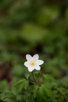Anemone blanda - White Splendour windflower