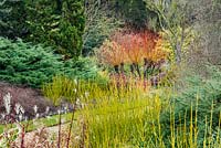 The Winter Garden. Cambridge Botanic Gardens. Coloured stems of Cornus stolonifera 'Flaviramea' and Salix alba 'Britzensis' (syn. 'Chermesina')