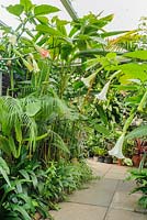 Conservatory with wide range of tender plants incuding brugmansias, cannas and clivias.