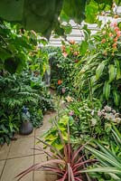 Conservarory with wide range of tropical plants including Dracaena fragrans  'Massangeana', bougainvillea, phalaenopsis and palms