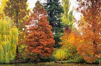 Autumn trees. Taxodium distichum, Metasequoia glyptostroboides, Liquidambar, Miscanthus, Weeping willow. The lake, Cambridge Botanic Gardens.