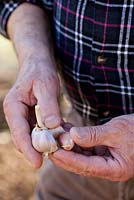 Man separating cloves of garlic ready for planting.