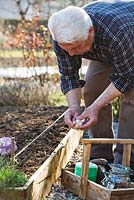 Planting garlic in raised bed - man separating cloves of garlic bulb.