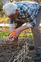 Man planting onions and carrots in raised bed to confuse and deter carrot and onion fly. 