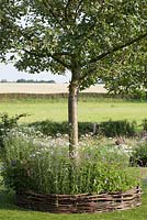 Apple tree underplanted with perennials. Woven willow edging. De Carishof.