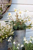 White winter container planting - Helleborus niger, Erica carnea 'Winter Snow' and Galanthus nivalis