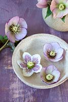 Hellebores displayed in small stoneware containers and floating in water.