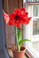 Red Hippeastrum - amaryllis on windowsill