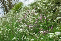 Cow Parsley and Red Campion growing on the verge of a Dorset lane. Anthriscus sylvestris and Silene dioica syn. Melandrium rubrum