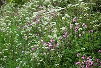 Cow Parsley and Red Campion growing on the verge of a Dorset lane. Anthriscus sylvestris and Silene dioica syn. Melandrium rubrum