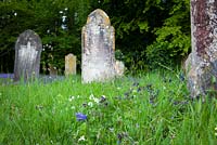 Wildflowers around the gravestones in Exbury churchyard. Pulmonaria, bluebells and wood anemones