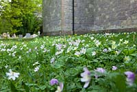 Anemone nemorosa, Primula vulgaris - Wood anemones and primroses growing in the churchyard at Exbury. 