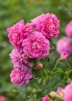 Rosa 'Princess Anne' (Auskitchen) - David Austin English rose - double, scented
