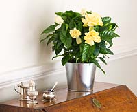 Gardenia in metal container on a sideboard