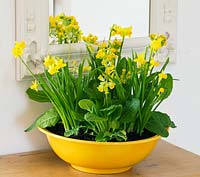 Houseplant - yellow container with spring planting of bulbs - Narcissus tete-a-tete and cowslips - Primula veris