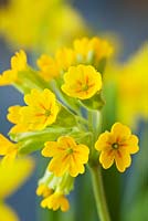 Primula veris - close up of the yellow flowers of cowslip 