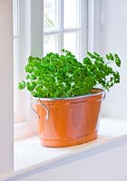 Orange metal container on windowsill planted with parsley