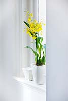 Yellow orchid in white container in window sill