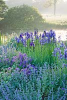 The blue garden at dawn beside the river nar with Iris sibirica, nepeta and geraniums. Narborough Hall Gardens, Norfolk