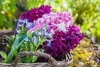 Hyacinthus orientalis 'Fondant', Hyacinthus 'Woodstock', Tulipa triumph 'Negrita', Chionodoxa 'Pink Giant' and Myosotis - Forget me Not