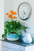Container in kitchen planted with orange gerberas