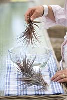 Watering an airplant - Tillandsia - by swishing it in a bowl of tepid water and then shaking off the excess water