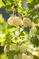 Ribes uva-crispa - gooseberry 'Invicta'