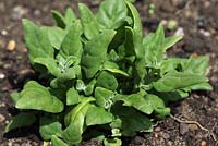 Tetragonia tetragoniodes - New Zealand Spinach 
