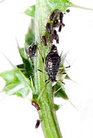 Aphis fabae - black bean aphid 