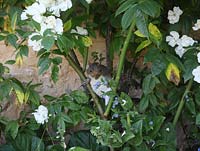 Sciurus carolinensis - Grey Squirrel in rose bush