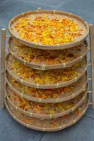 Marigold petals drying 