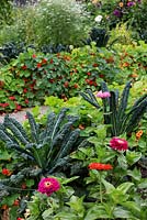 Colourful vegetable garden with kale Brassica oleracea, coriander in background, nasturtium, zinnia and dahlia