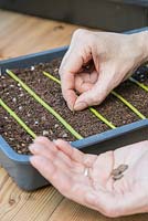 Sowing Cobaea scandens seeds