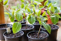 Growth development of Cobaea scandens seedlings.