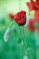 Papaver rhoeas - Field poppy, 