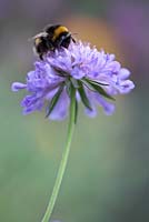 Knautia arvensis, field scabious with bee