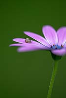 Osteospurmum 'Giles Gilby' with baby snail