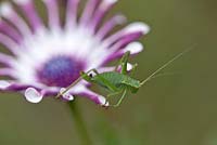 Speckled bush cricket on Oesteospermum 'White Spoon Petal'