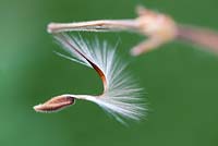 Pelargonium seed