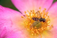 Hoverfly on Rosa 'Summer Breeze'