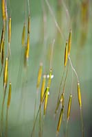 Stipa gigamtea, Giant feather grass