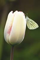 Tulipa affaire,  Pieris napi green veined butterfly