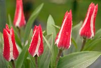 Tulipa Pinnochio, tulip