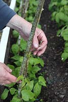 Growing runner beans - assist the leading shoots by winding them anti clockwise up the support poles