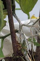 Didymella bryoniae - Cucumber stem rot attacking stem of cucumber 'Marketmore' 
