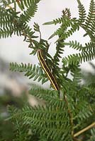 Ceramica pisi - Broom moth caterpillar on bracken stalk
