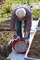 Man constructing gravel path in vegetable garden. Adding gravel.